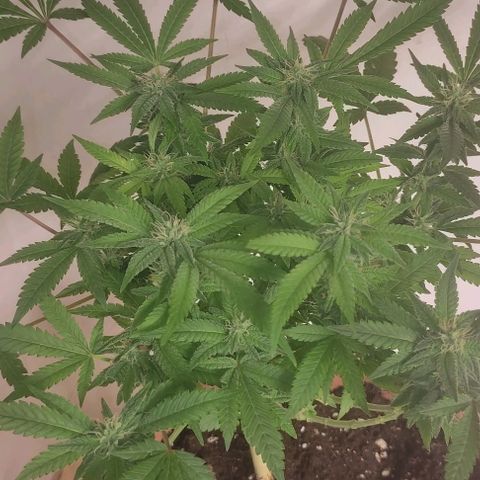 Moby Dick 2. ((Bonsai)) growlog timeline photo