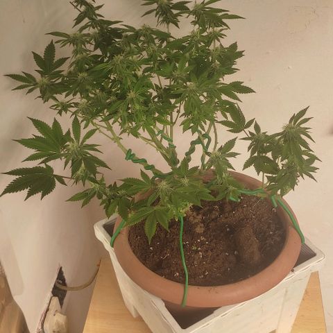Moby Dick 1. ((Bonsai)) growlog timeline photo