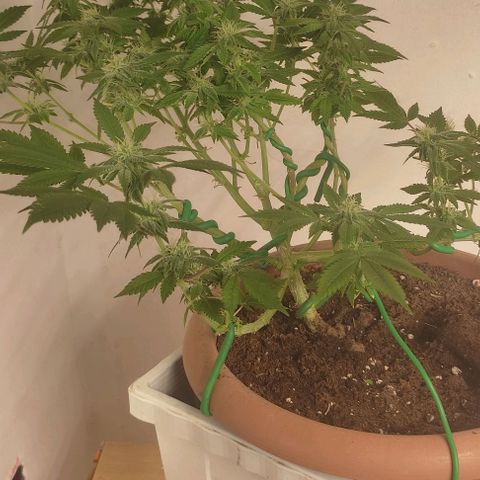 Moby Dick 1. ((Bonsai)) growlog timeline photo