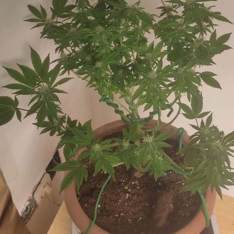 Moby Dick 1. ((Bonsai)) growlog timeline photo