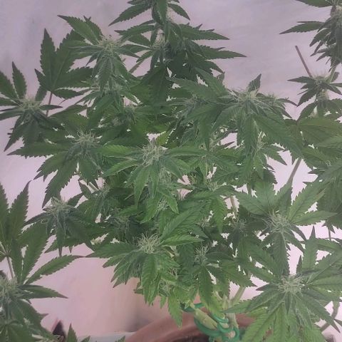 Moby Dick 1. ((Bonsai)) growlog timeline photo