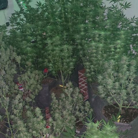 Moby Dick 2. ((Bonsai)) growlog timeline photo