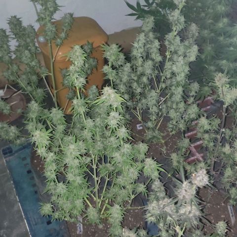 Moby Dick 2. ((Bonsai)) growlog timeline photo