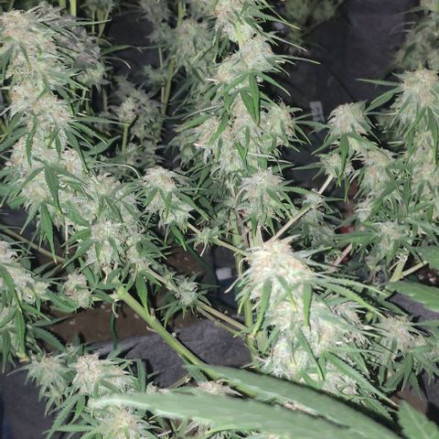 Moby Dick 2. ((Bonsai)) growlog timeline photo