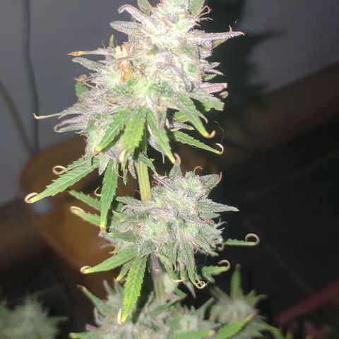 Moby Dick 2. ((Bonsai)) growlog timeline photo