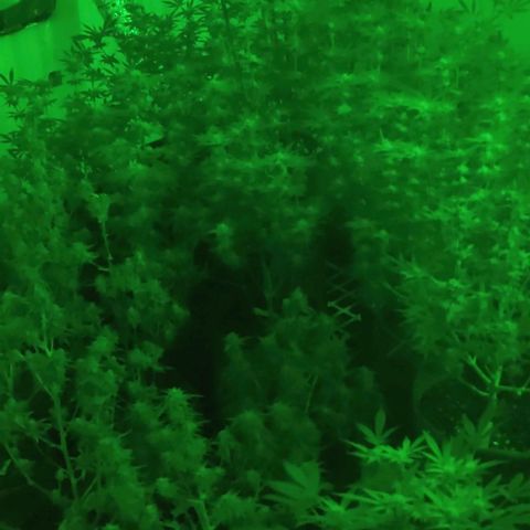 Moby Dick 2. ((Bonsai)) growlog timeline photo