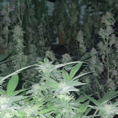 Moby Dick 2. ((Bonsai)) growlog timeline photo