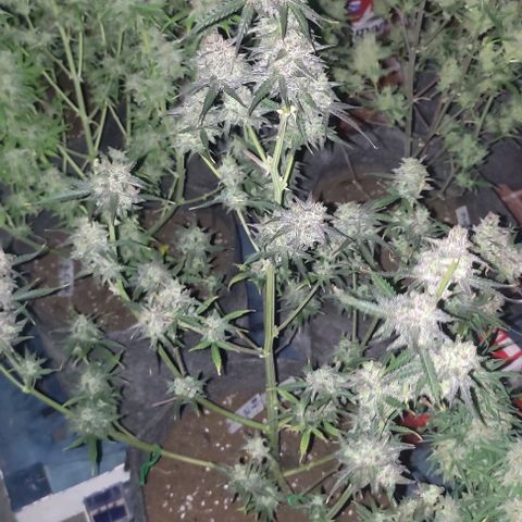 Moby Dick 2. ((Bonsai)) growlog timeline photo