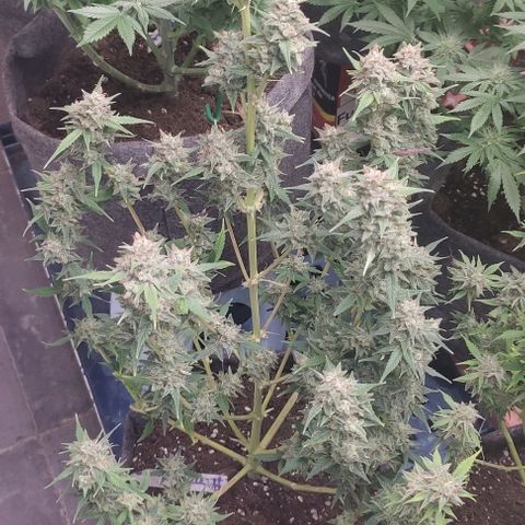 Moby Dick 2. ((Bonsai)) growlog timeline photo