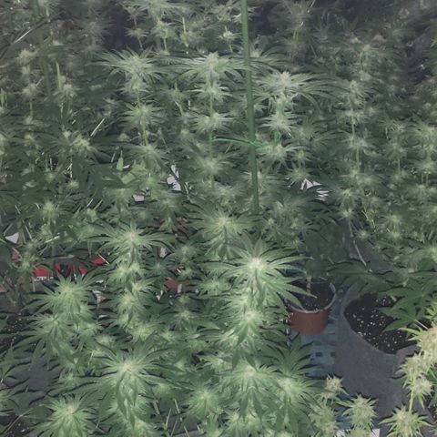 Moby Dick 2. ((Bonsai)) growlog timeline photo