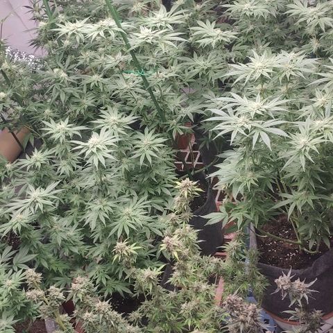 Moby Dick 2. ((Bonsai)) growlog timeline photo