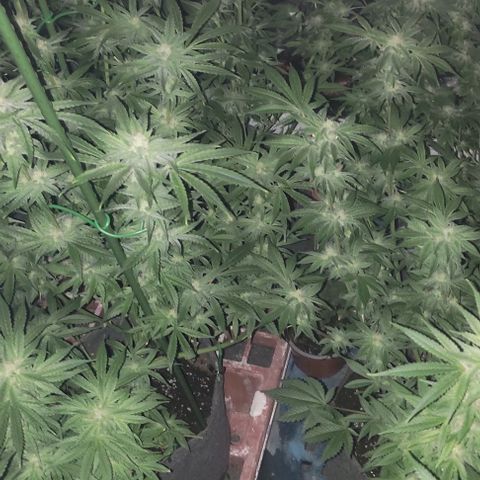 Moby Dick 2. ((Bonsai)) growlog timeline photo
