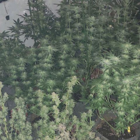 Moby Dick 2. ((Bonsai)) growlog timeline photo