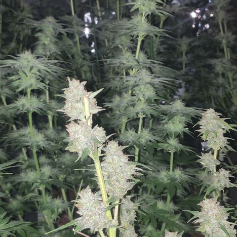 Moby Dick 2. ((Bonsai)) growlog timeline photo