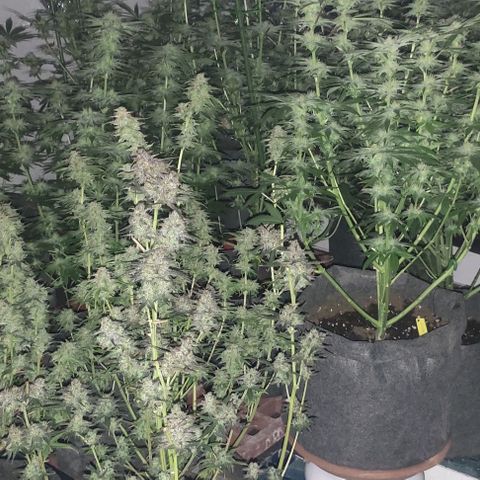 Moby Dick 2. ((Bonsai)) growlog timeline photo