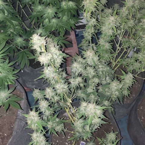 Moby Dick 2. ((Bonsai)) growlog timeline photo