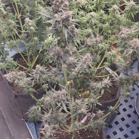 Moby Dick 2. ((Bonsai)) growlog timeline photo