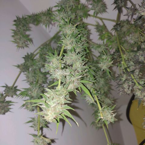 Moby Dick 2. ((Bonsai)) growlog timeline photo