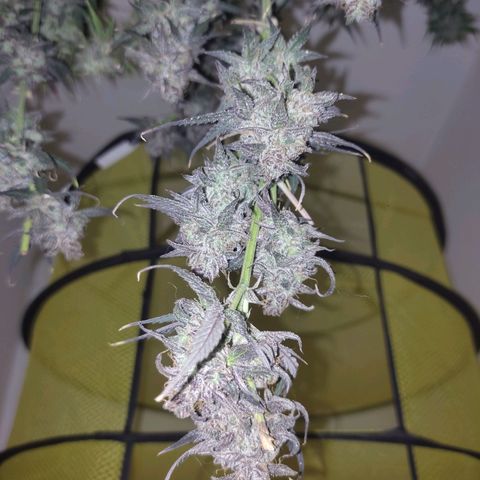 Moby Dick 2. ((Bonsai)) growlog timeline photo