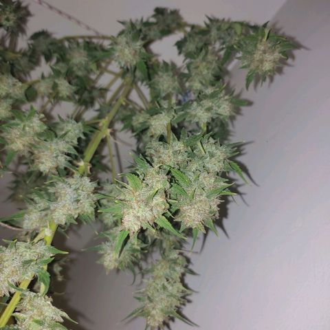 Moby Dick 2. ((Bonsai)) growlog timeline photo