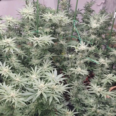 Moby Dick 2. ((Bonsai)) growlog timeline photo