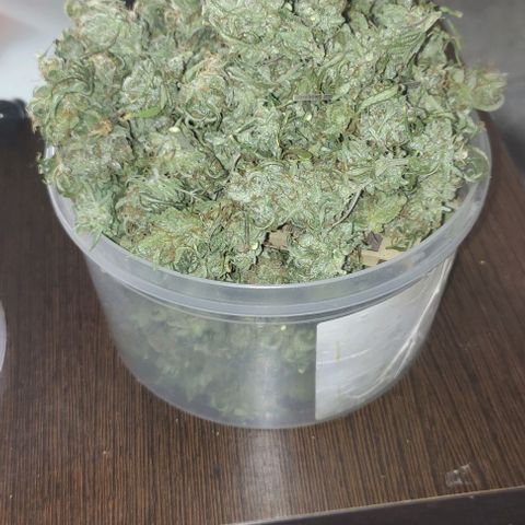Moby Dick 2. ((Bonsai)) growlog timeline photo