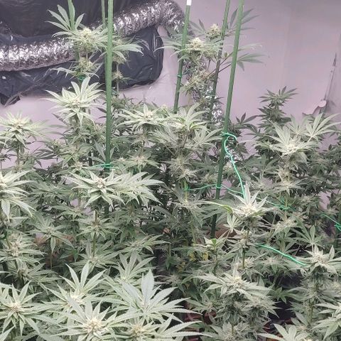 Moby Dick 2. ((Bonsai)) growlog timeline photo