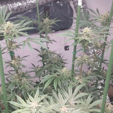 Moby Dick 2. ((Bonsai)) growlog timeline photo