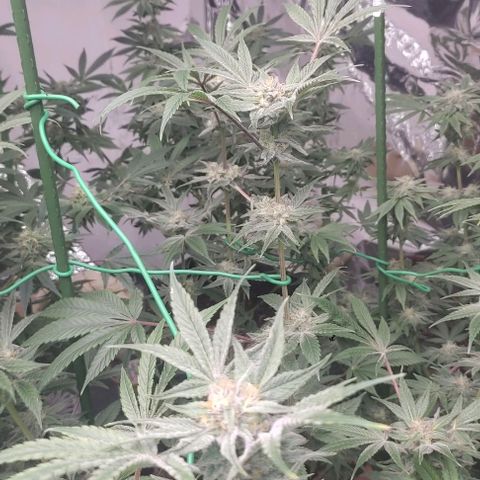 Moby Dick 2. ((Bonsai)) growlog timeline photo