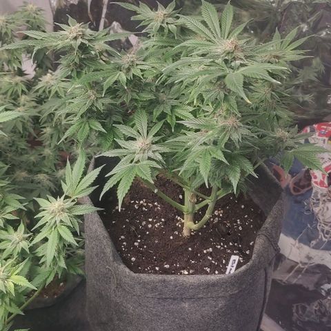 Moby Dick 2. ((Bonsai)) growlog timeline photo