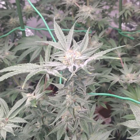 Moby Dick 2. ((Bonsai)) growlog timeline photo