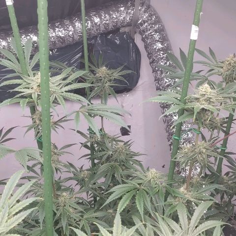 Moby Dick 2. ((Bonsai)) growlog timeline photo