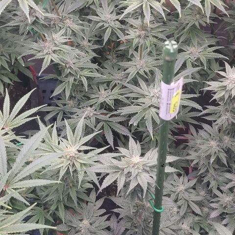 Moby Dick 2. ((Bonsai)) growlog timeline photo