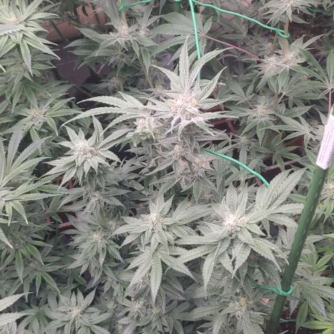 Moby Dick 2. ((Bonsai)) growlog timeline photo