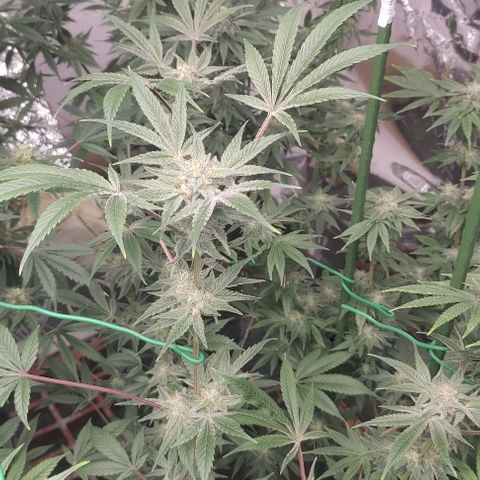 Moby Dick 2. ((Bonsai)) growlog timeline photo