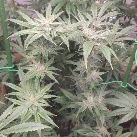 Moby Dick 2. ((Bonsai)) growlog timeline photo