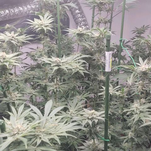 Moby Dick 2. ((Bonsai)) growlog timeline photo