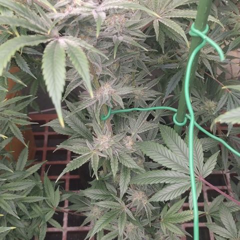 Moby Dick 2. ((Bonsai)) growlog timeline photo