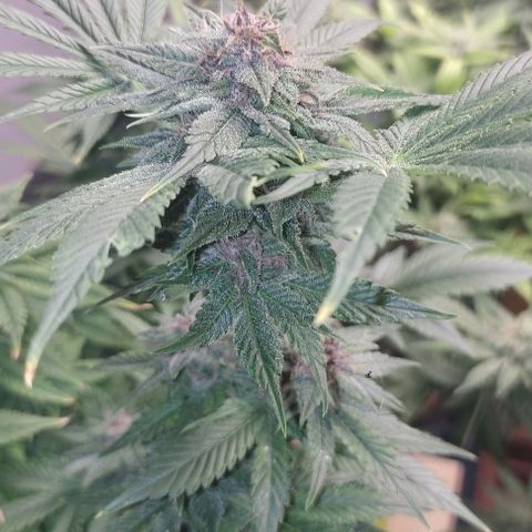 Moby Dick 2. ((Bonsai)) growlog timeline photo