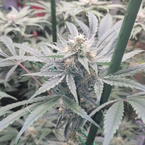 Moby Dick 2. ((Bonsai)) growlog timeline photo
