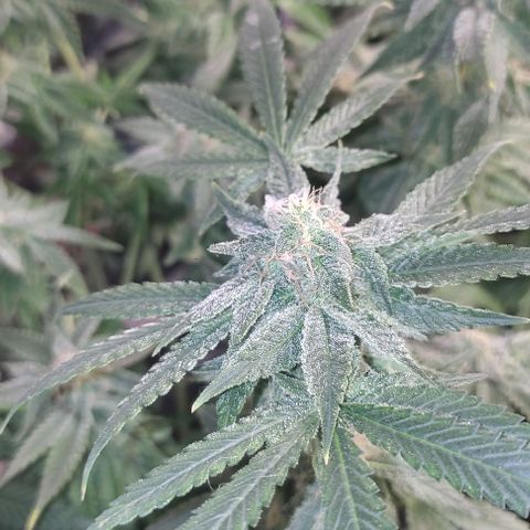 Moby Dick 2. ((Bonsai)) growlog timeline photo