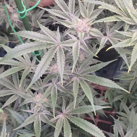 Moby Dick 2. ((Bonsai)) growlog timeline photo