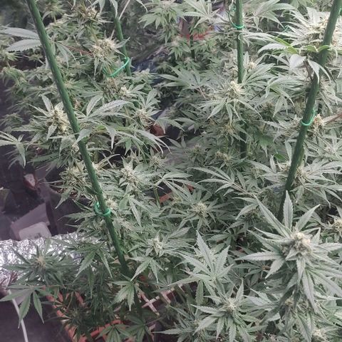 Moby Dick 2. ((Bonsai)) growlog timeline photo