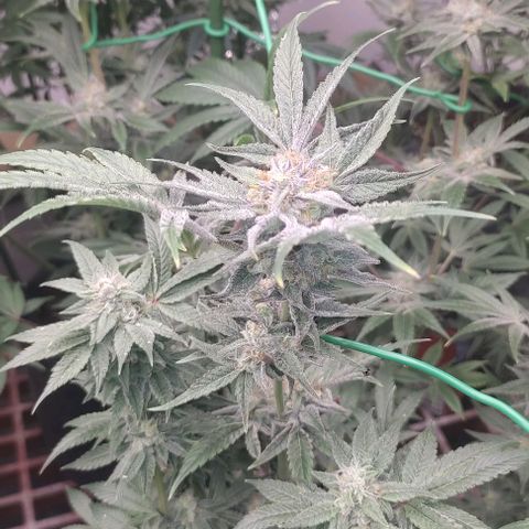 Moby Dick 2. ((Bonsai)) growlog timeline photo