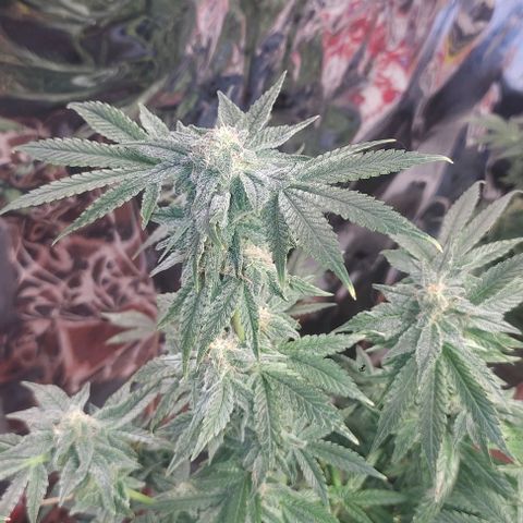 Moby Dick 2. ((Bonsai)) growlog timeline photo