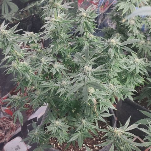Moby Dick 2. ((Bonsai)) growlog timeline photo
