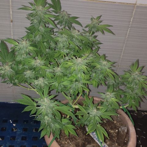 Moby Dick 1. ((Bonsai)) growlog timeline photo