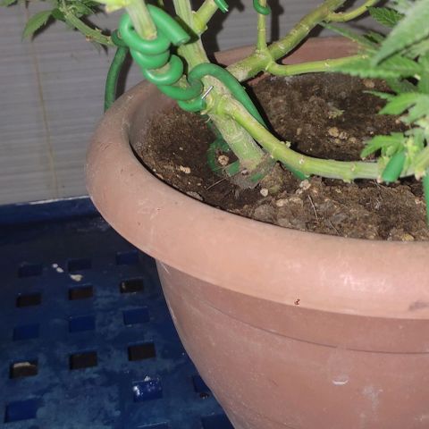 Moby Dick 1. ((Bonsai)) growlog timeline photo