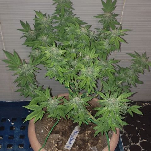 Moby Dick 1. ((Bonsai)) growlog timeline photo