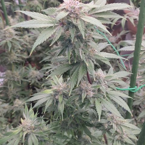 Moby Dick 2. ((Bonsai)) growlog timeline photo